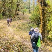 Forest walking in Mardi 