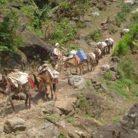 Donkey's caravan in ghorepani trail 